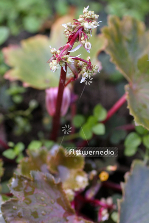 Saxifraga fortunei - Fortune saxifrage (104817)