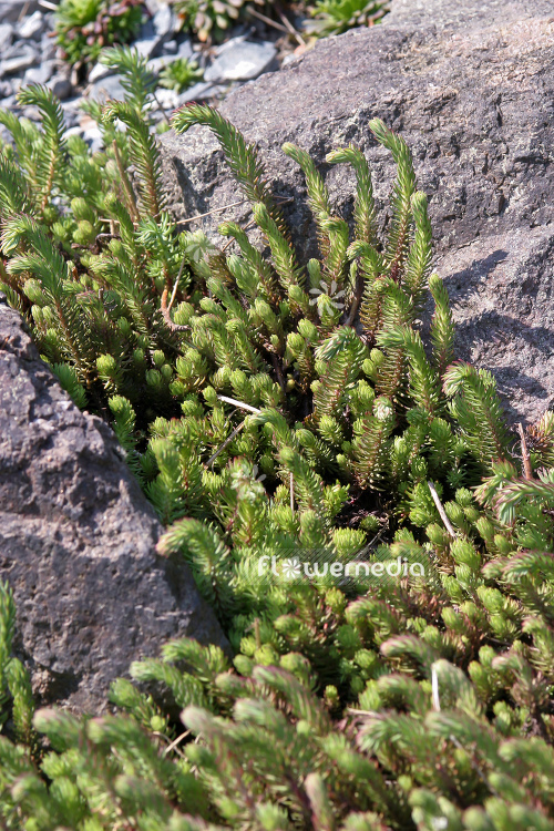 Sedum stenopetalum var. stenopetalum - Wormleaf stonecrop (104865)