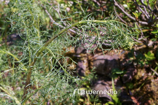 Senecio abrotanifolius - Orange-flowered groundsel (111316)