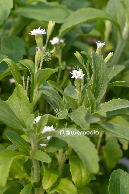Stevia rebaudiana (Candyleaf, Stevia, Sugarleaf, Sweetleaf)