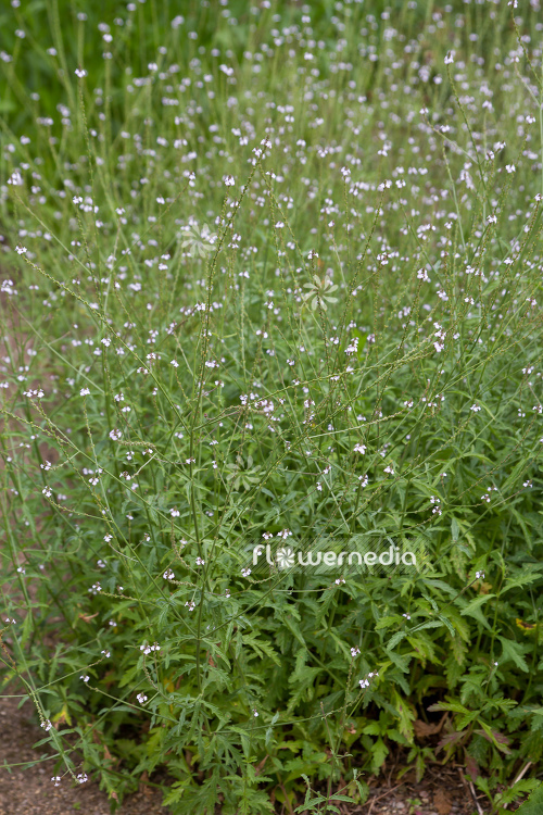 Verbena officinalis - Common verbena (111562)