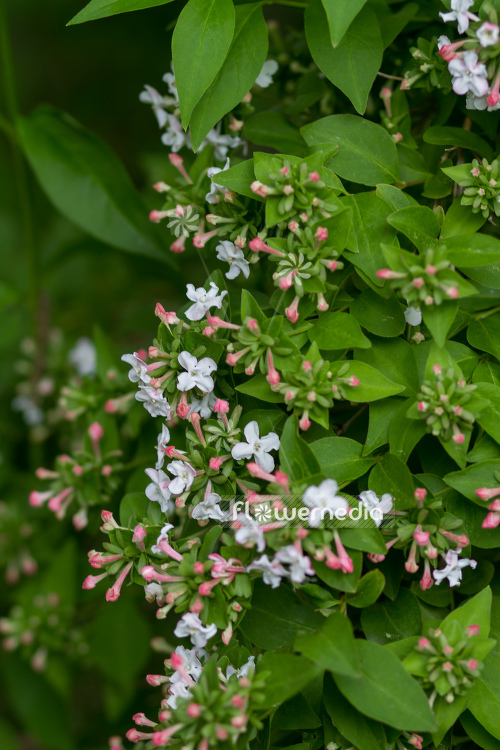 Abelia mosanensis - Fragrant abelia (106413)