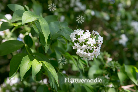 Abelia mosanensis - Fragrant abelia (111752)