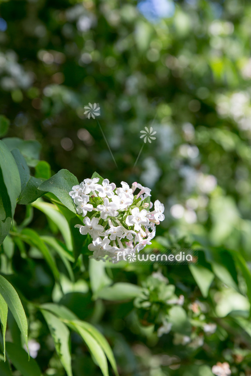 Abelia mosanensis - Fragrant abelia (111754)
