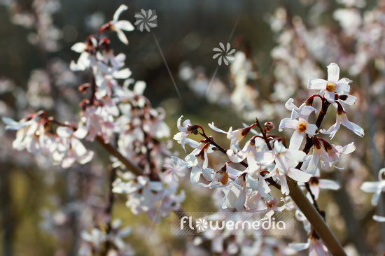 Abeliophyllum distichum - White Forsythia (102156)