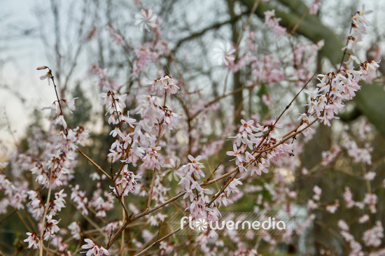 Abeliophyllum distichum - White Forsythia (106415)