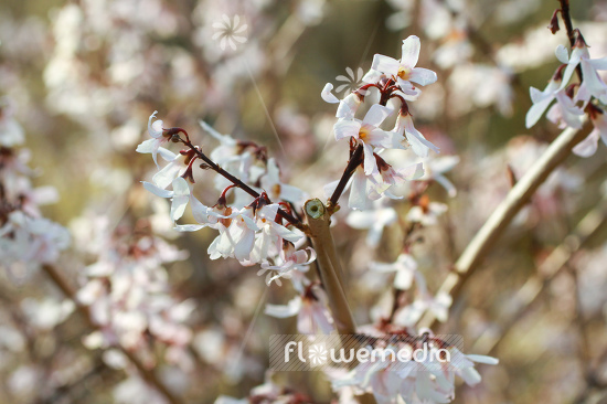 Abeliophyllum distichum - White Forsythia (106417)