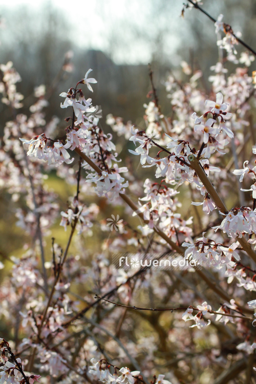 Abeliophyllum distichum - White Forsythia (106575)