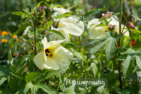 Abelmoschus manihot - Aibika (106424)