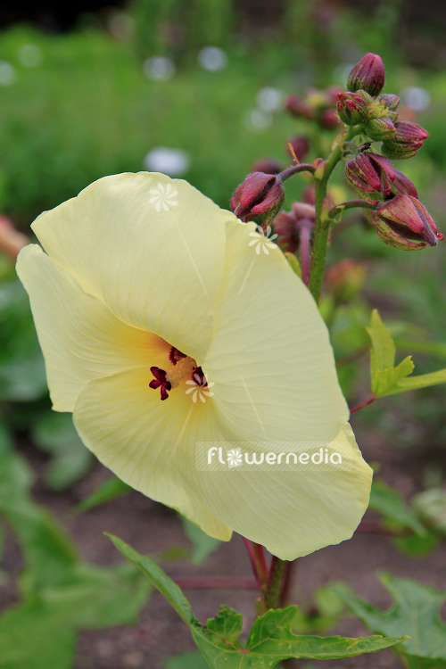 Abelmoschus manihot - Aibika (106428)