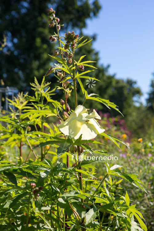 Abelmoschus manihot - Aibika (106576)