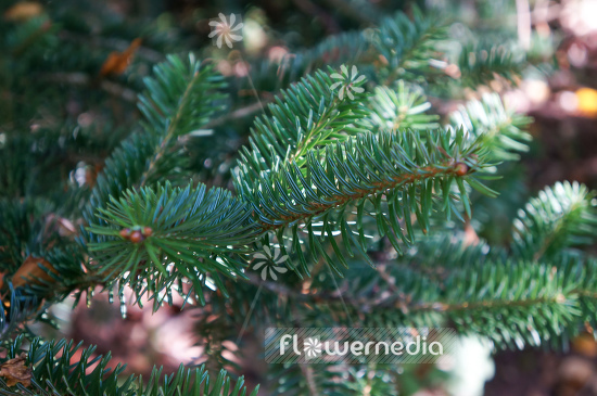 Abies cephalonica - Greek fir (106431)