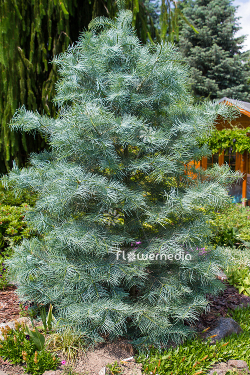 Abies concolor - White fir (106435)