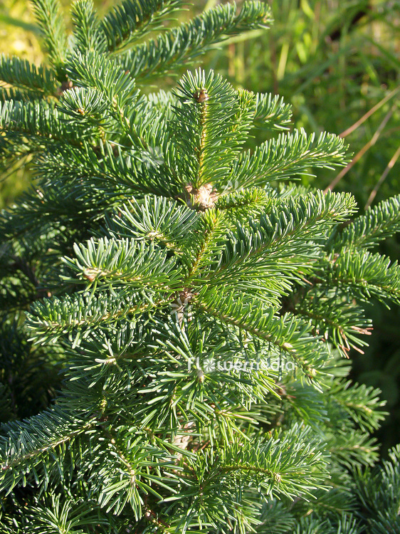 Abies lasiocarpa 'Compacta' - Alpine fir (106392)