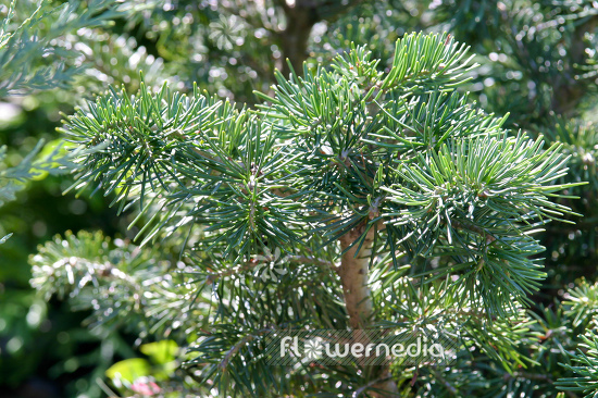 Abies lasiocarpa 'Green Globe' - Alpine fir (106440)