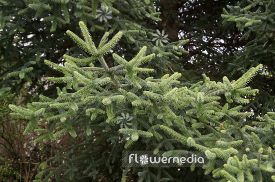 Abies pinsapo - Spanish fir (100006)