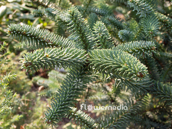 Abies pinsapo 'Glauca' - Spanish fir (106410)