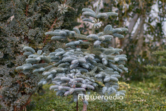 Abies procera - Noble fir (106447)