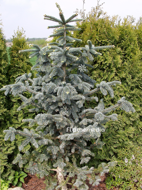 Abies procera 'Glauca' - Noble fir (100008)
