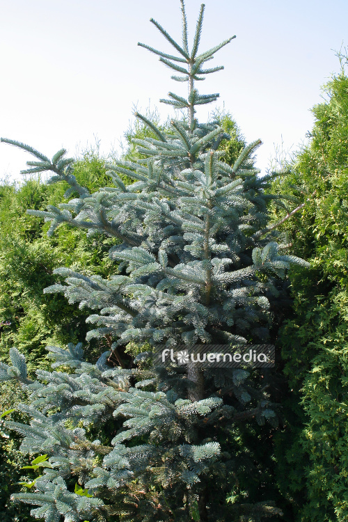 Abies procera 'Glauca' - Noble fir (106572)