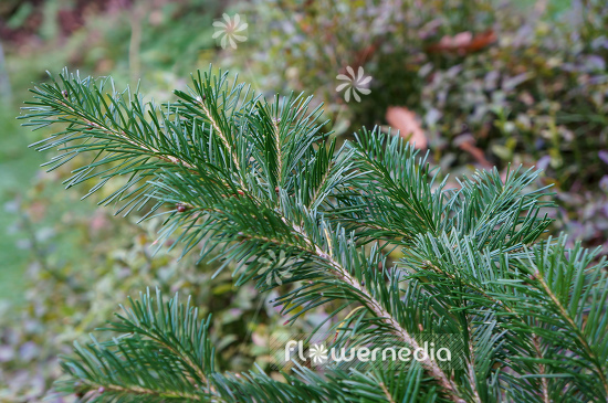 Abies sachalinensis - Sakhalin fir (106448)