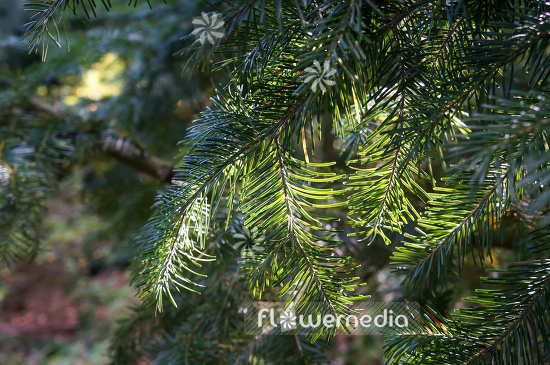 Abies sachalinensis - Sakhalin fir (106450)