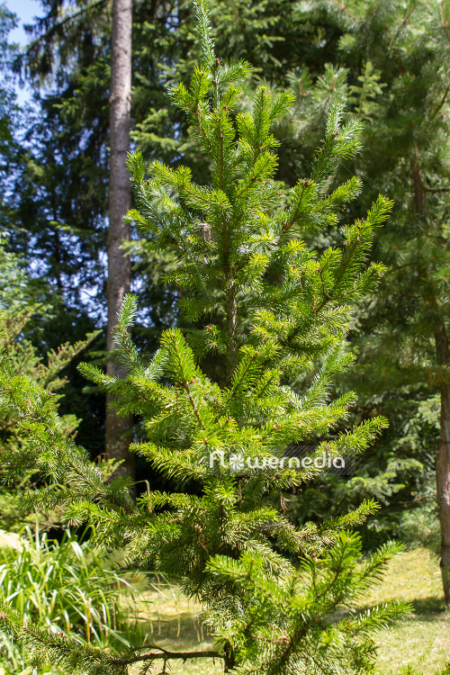 Abies sibirica - Sibirian fir (106452)