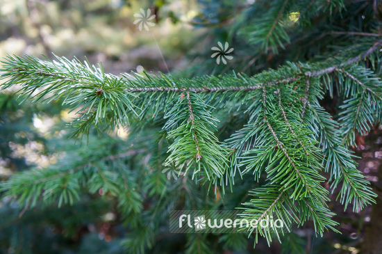 Abies sibirica - Sibirian fir (106453)