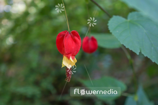 Abutilon megapotamicum - Trailing abutilon (106459)