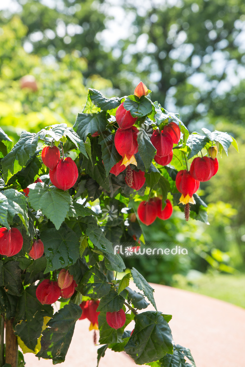 Abutilon megapotamicum - Trailing abutilon (111762)