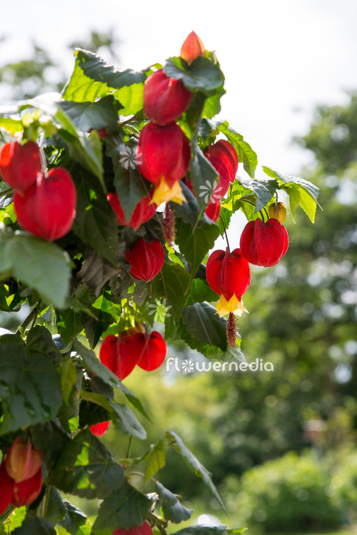 Abutilon megapotamicum - Trailing abutilon (111763)