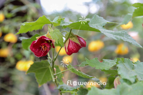 Abutilon x hybridum - Chinese lantern (106464)