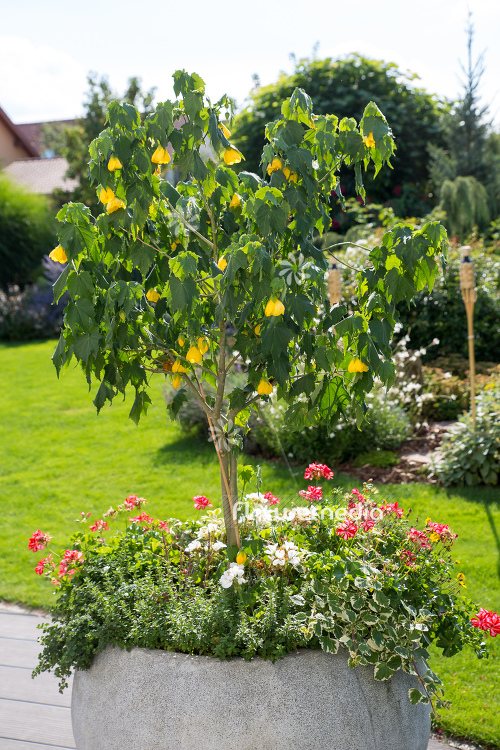 Abutilon x hybridum - Chinese lantern (106590)