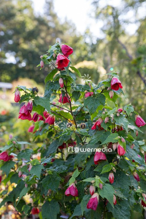 Abutilon x hybridum - Chinese lantern (106591)