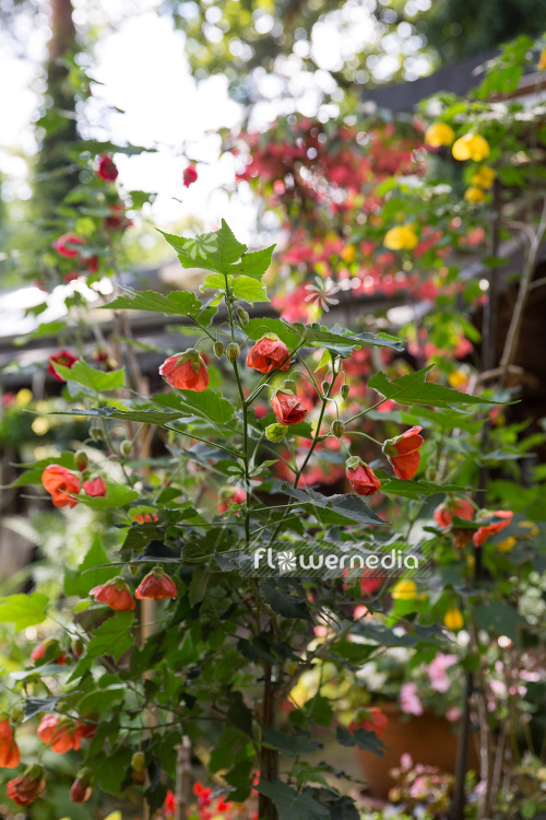 Abutilon x hybridum - Chinese lantern (106593)