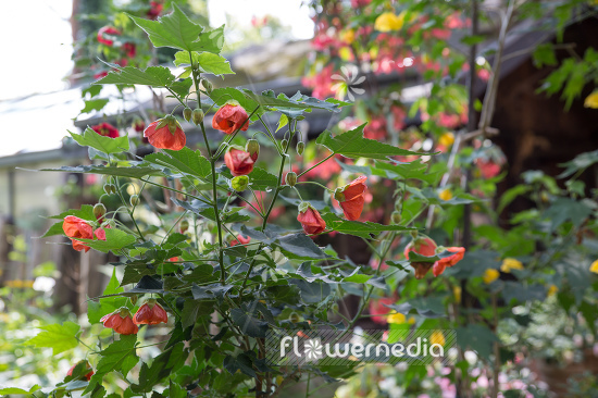 Abutilon x hybridum - Chinese lantern (106594)