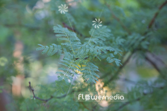 Acacia caven - Aromo (106468)