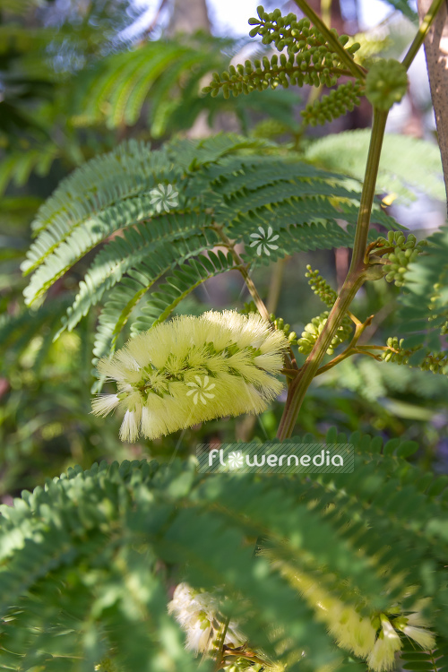 Acacia cultriformis - Acacia (106602)