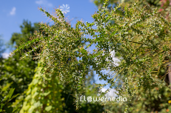 Acacia pravissima - Oven's wattle (106603)