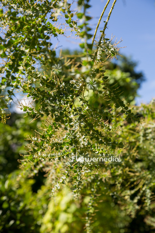 Acacia pravissima - Oven's wattle (106604)