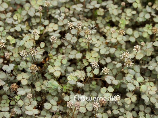 Acaena microphylla - New Zealand bur (100019)