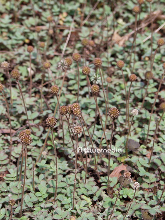 Acaena microphylla - New Zealand bur (100020)