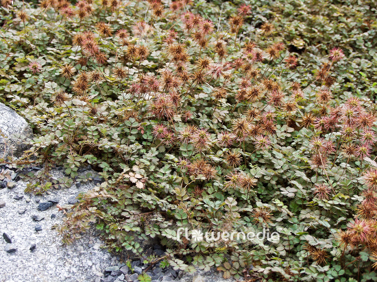 Acaena microphylla - New Zealand bur (100022)