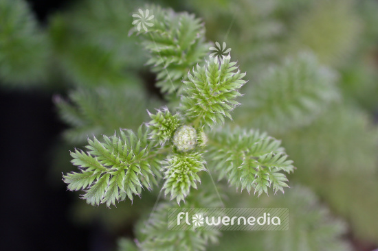 Acaena myriophylla - Fern-leaved New Zealand bur (100026)