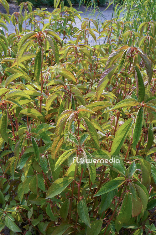 Acalypha australis - Asian copperleaf (106493)