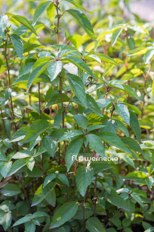Acalypha australis - Asian copperleaf (106495)