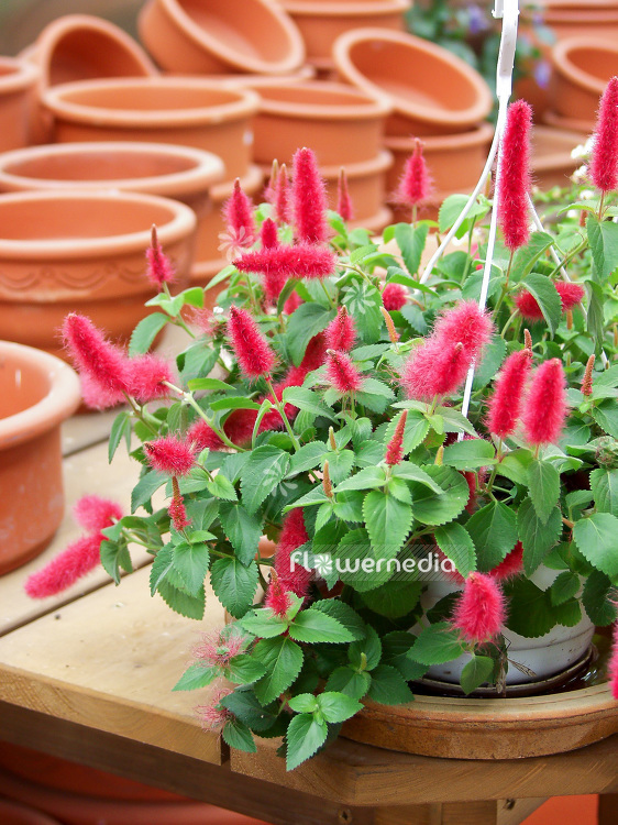 Acalypha hispaniolae - Chenille plant (109664)
