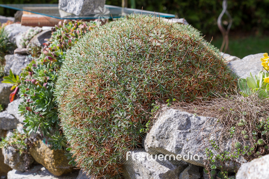 Acantholimon glumaceum - Prickly thrift (106496)