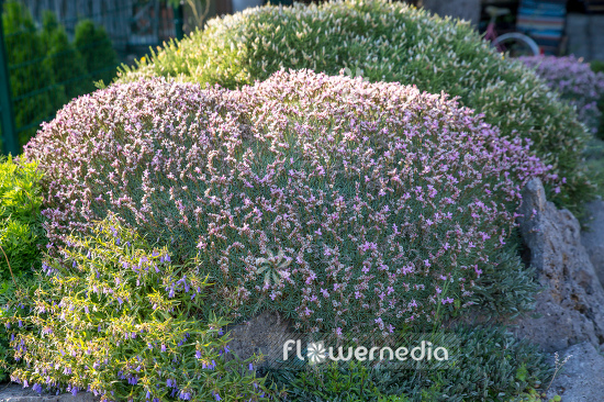 Acantholimon ulicinum - Prickly thrift (106615)