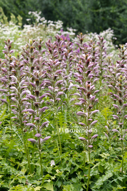 Acanthus hungaricus - Long-leaved bear's breech (102174)